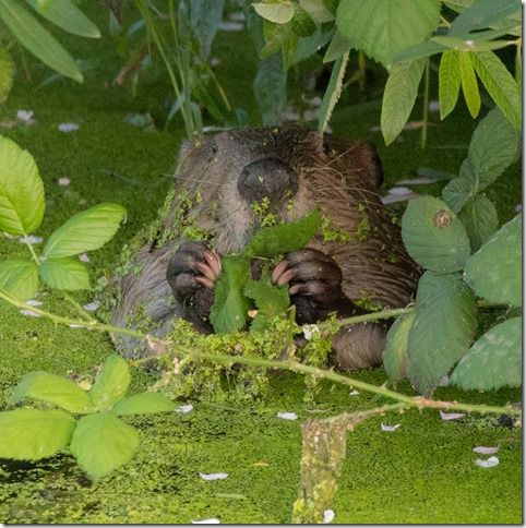 Beaver Lodge Spring 2018